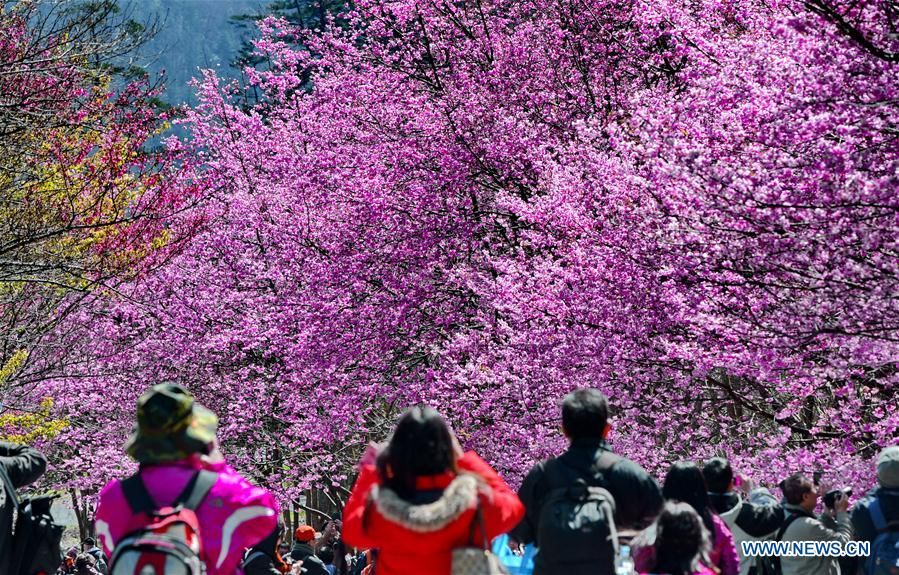 Цветущие вишневые деревья преобразили остров Тайвань