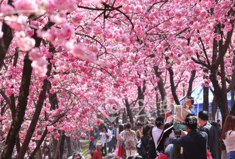 На юге Китая в городе Куньмин провинции Юньнань расцветает сакура