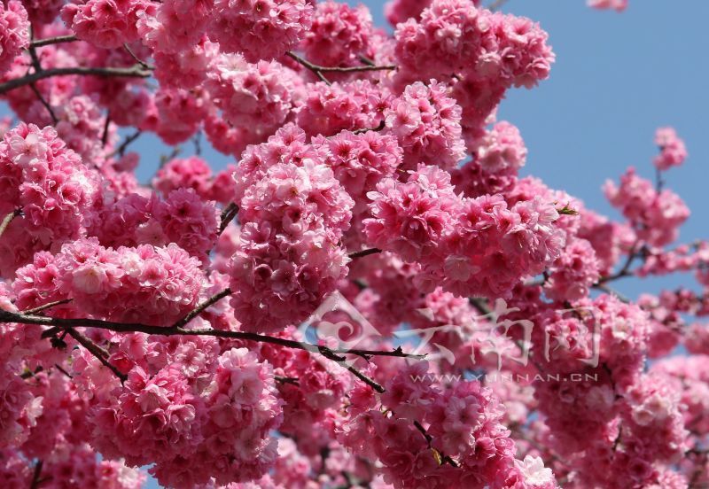 На юге Китая в городе Куньмин провинции Юньнань расцветает сакура