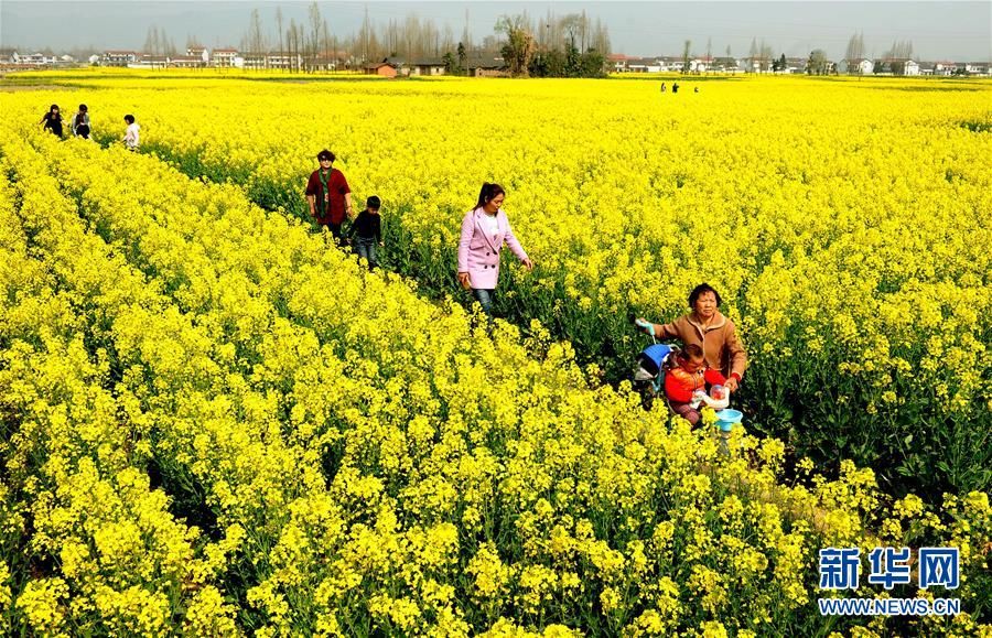 Бескрайнее желтое море цветов рапса в г. Ханьчжун провинции Шэньси