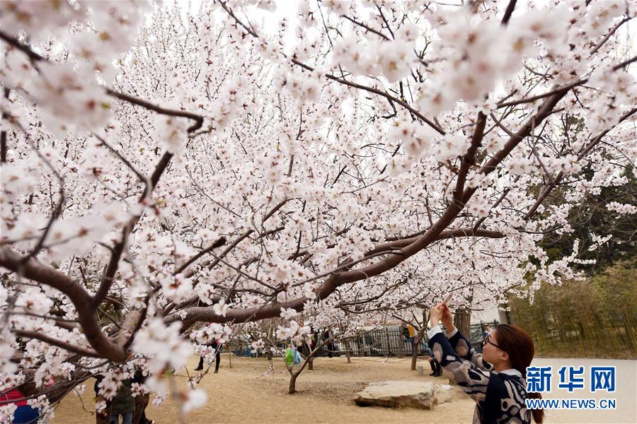 Почувствовав потепление, в пекинском парке Юйюаньтань начали зацветать деревья сакуры. Уже через несколько дней наступит наилучший период для любования. 