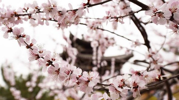 Сакура в пекинском парке Юйюаньтань встречает весну