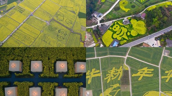 Оригинальные поля цветов рапса в провинции Сычуань 