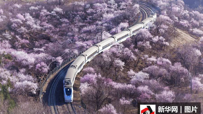 Поезд «Хэсе» проходит через море цветов – потрясающе красиво