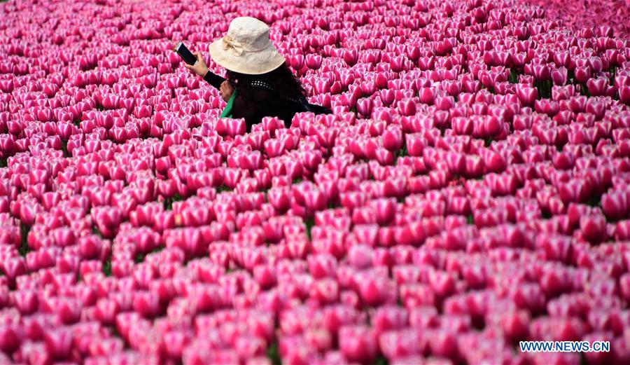 С приходом теплой погоды в парке Дунсиху в Ухане /провинция Хубэй, Центральный Китай/ зацвели тюльпаны -- почти два миллиона цветков 72 сортов радуют взор горожан и туристов.