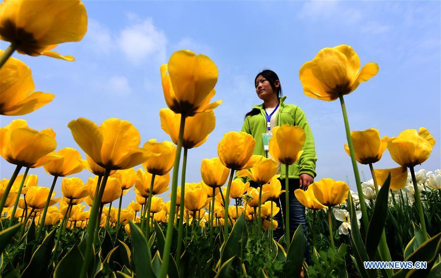 С приходом теплой погоды в парке Дунсиху в Ухане /провинция Хубэй, Центральный Китай/ зацвели тюльпаны -- почти два миллиона цветков 72 сортов радуют взор горожан и туристов.