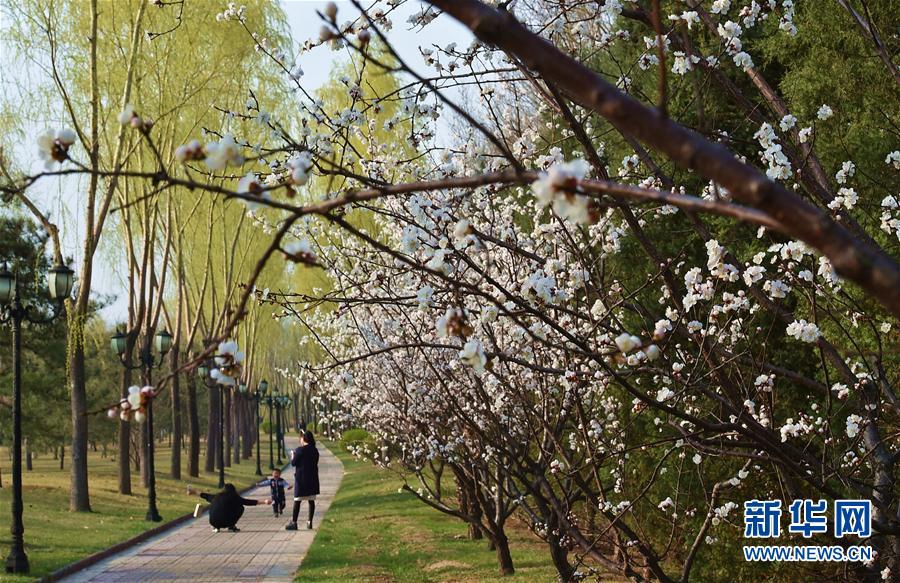 В Шаньси расцветают абрикосовые деревья