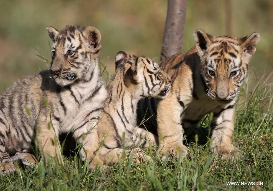 В Северо-Восточном Китае маньчжурская тигрица за три года произвела на свет 13 детенышей