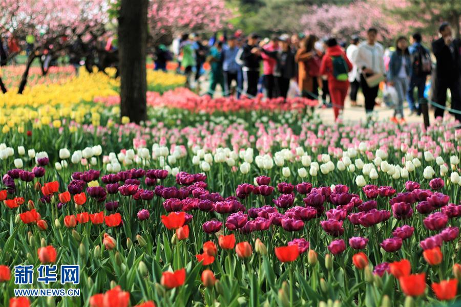 Цветущие тюльпаны в Пекинском ботаническом саду