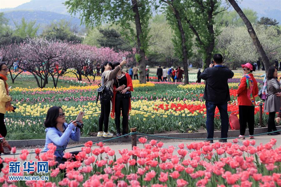 Цветущие тюльпаны в Пекинском ботаническом саду