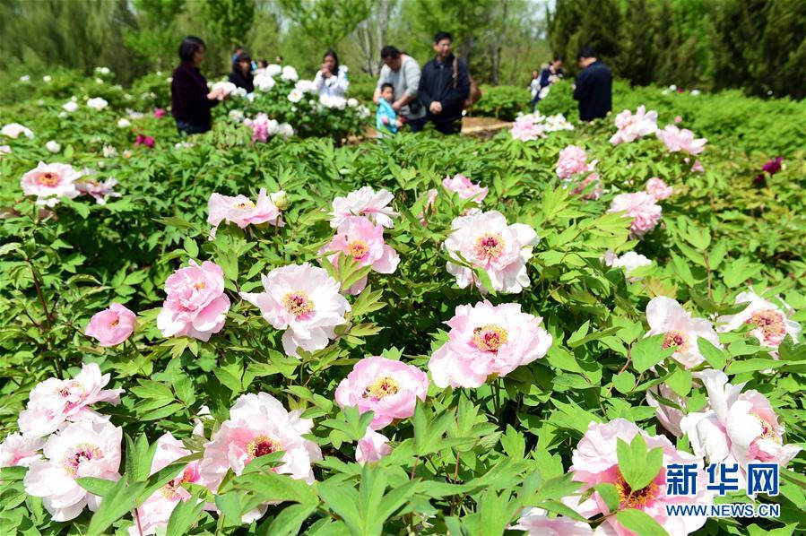 Любование цветами в ботаническом саду города Цзинань