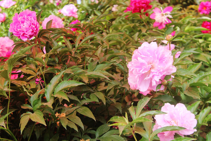 В Лояне прошел 34-й фестиваль пионов