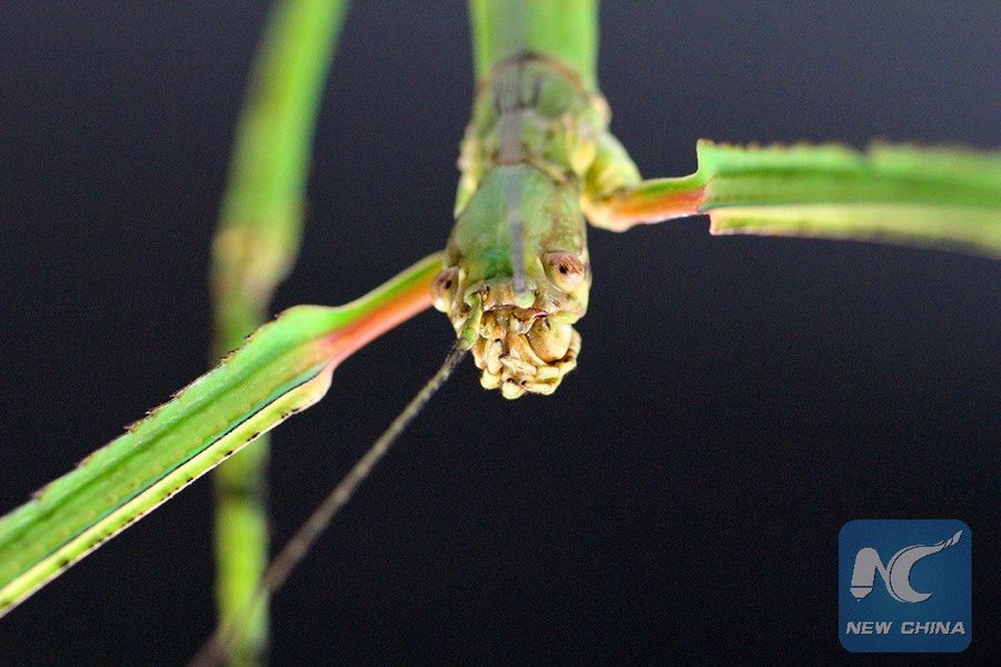 Самое длинное в мире насекомое — Палочник Phobaeticus chani — обнаружено в провинции Гуанси. Насекомое вырастает в длину до 624 мм.
