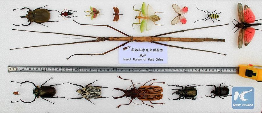 Самое длинное в мире насекомое — Палочник Phobaeticus chani — обнаружено в провинции Гуанси. Насекомое вырастает в длину до 624 мм.