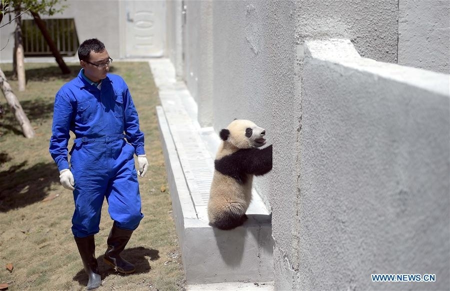 В провинции Сычуань официально открыт Сад больших панд Китая