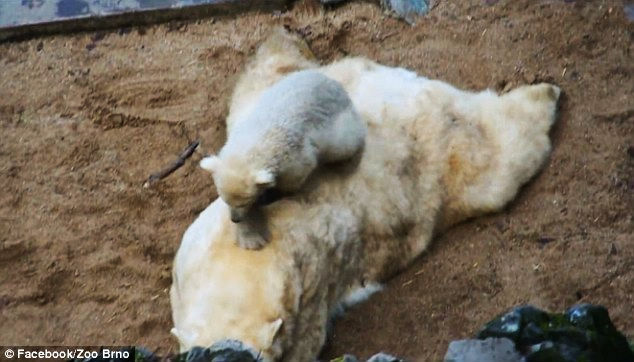 Белый медвежонок всеми способами пытается привлечь внимание матери