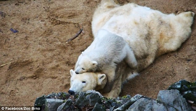 Белый медвежонок всеми способами пытается привлечь внимание матери