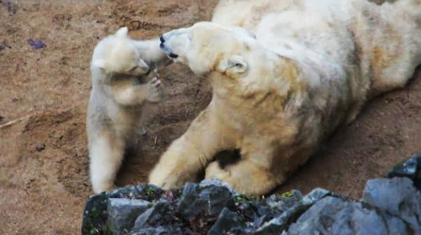 Белый медвежонок всеми способами пытается привлечь внимание матери
