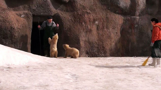 Белый медвежонок схватил смотрителя зоопарка за ногу
