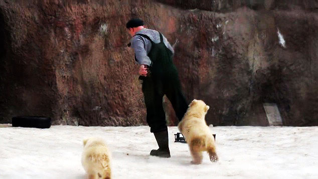 Белый медвежонок схватил смотрителя зоопарка за ногу