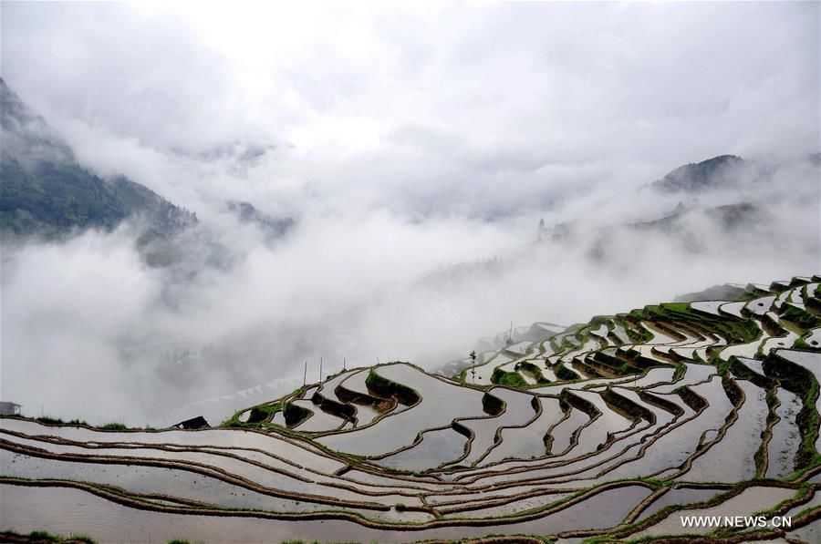 Живописные террасные поля в провинции Гуйчжоу