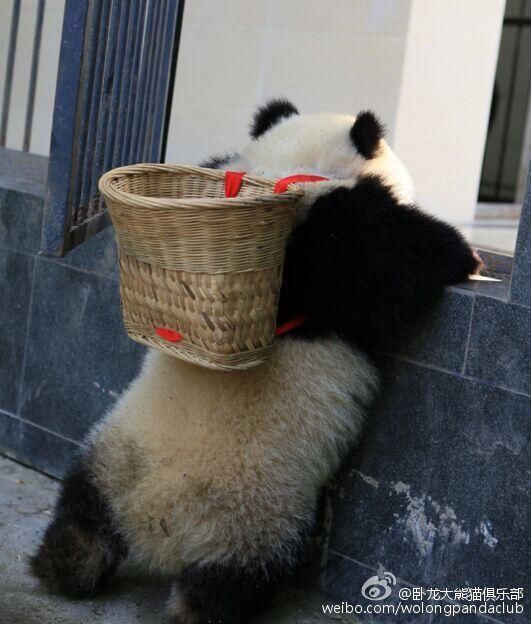 &apos;Кунг-фу Панда&apos; в реальной жизни