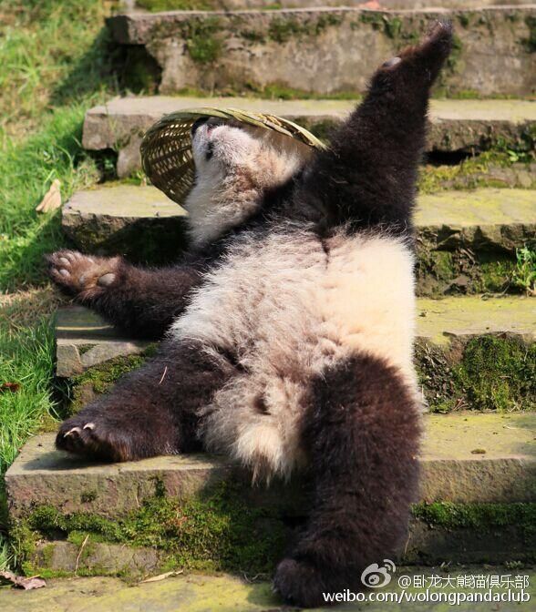 &apos;Кунг-фу Панда&apos; в реальной жизни