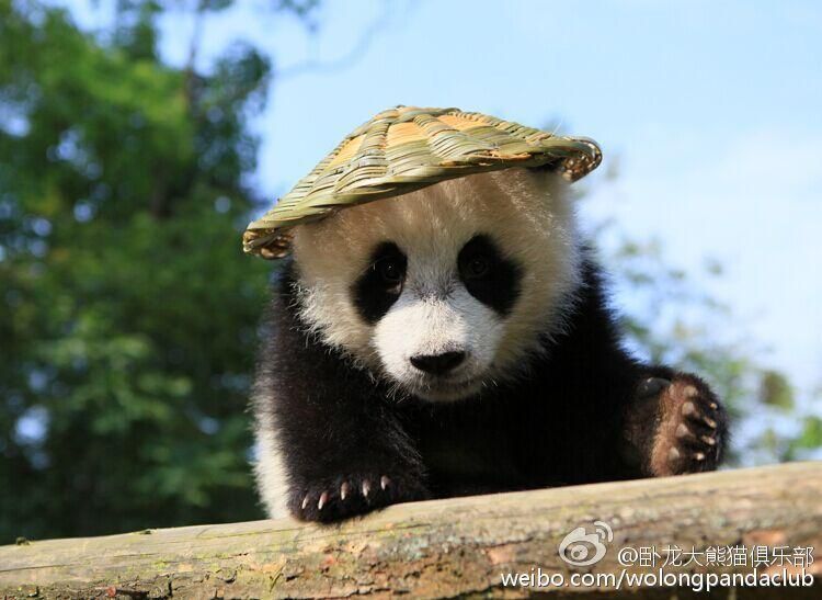 &apos;Кунг-фу Панда&apos; в реальной жизни