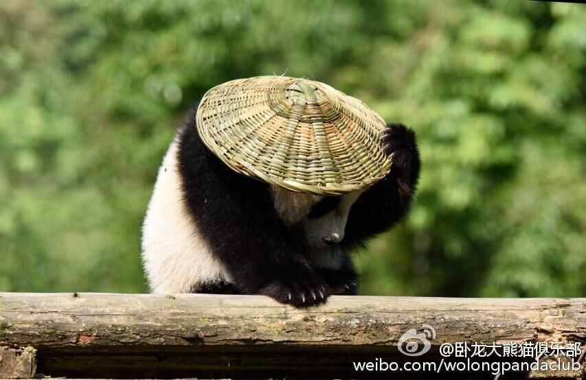 &apos;Кунг-фу Панда&apos; в реальной жизни