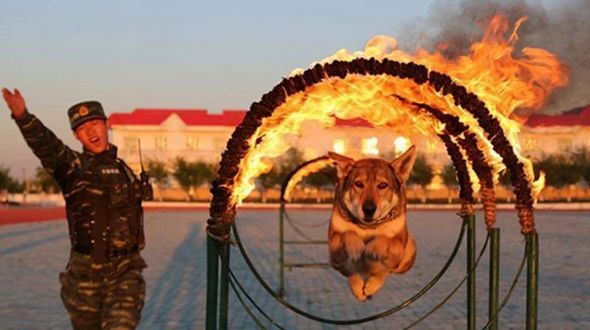 Тренировки бравых служебных собак вооруженной полиции Китая