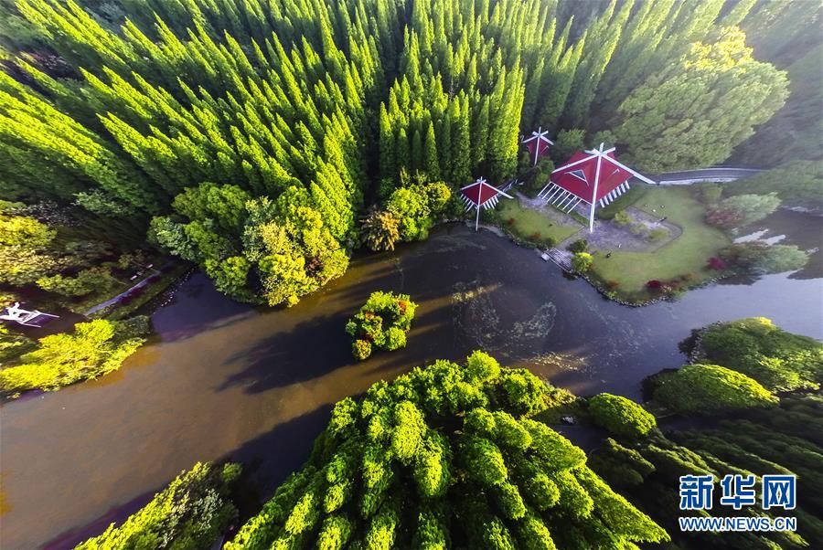 Шанхайский государственный лесопарк Дунпин с высоты птичьего полета