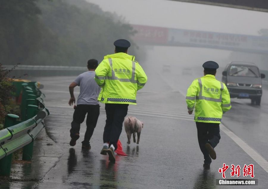 20 мая на 139-м километре скоростной автомагистрали Чанша-Чжанцзяцзе из грузовика выпал поросенок. Он стал идти по обочине дороги в западном направлении, мешая движению автомобилей. 