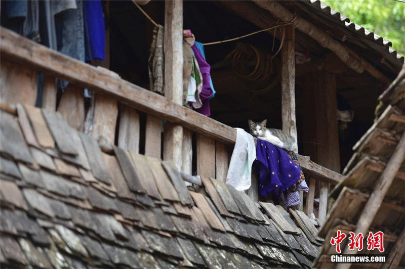 В этом селе сохранились простые и чистые особенности культуры народности Дай. Село стоит у подножья горы и рядом с водой. 