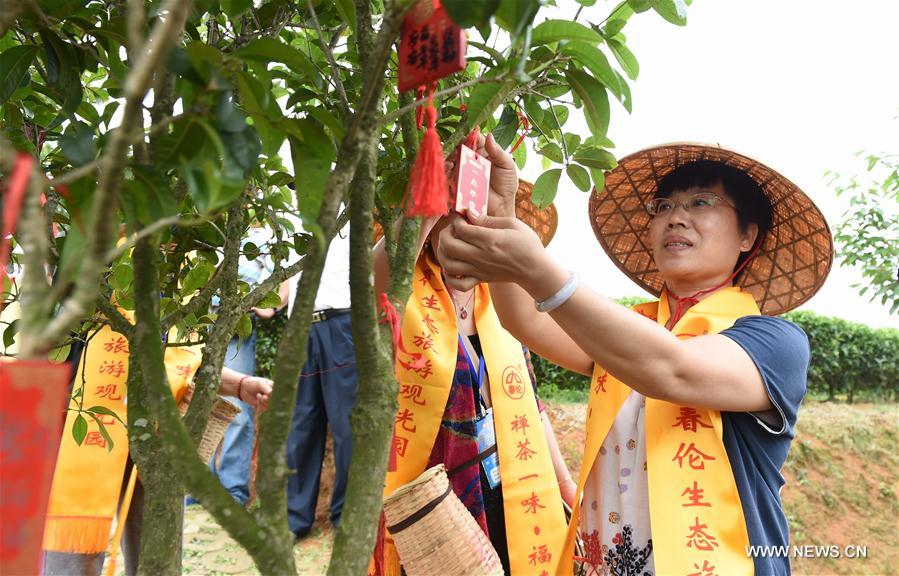 Почти 300 туристов из Пекина и других провинций и районов Китая сегодня приехали в Фучжоу, чтобы ближе познакомиться с культурой жасминового чая провинции Фуцзянь.