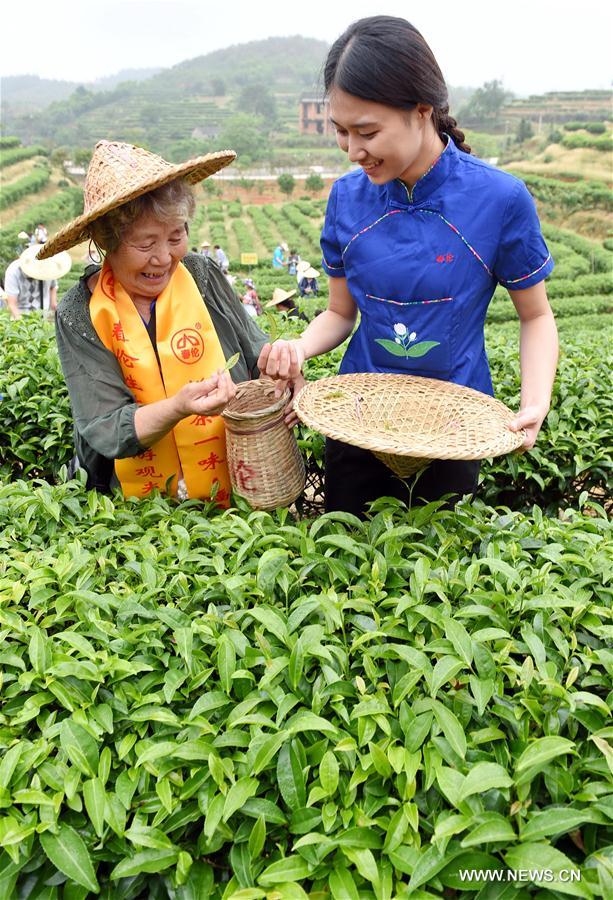 Участники на своем опыте узнают все о чае -- соберут чайные листья на горной плантации, займутся изготовлением чая и увидят чайную церемонию.