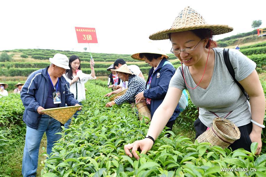 Участники на своем опыте узнают все о чае -- соберут чайные листья на горной плантации, займутся изготовлением чая и увидят чайную церемонию.