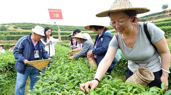 Чайные плантации в Фуцзяни ждут туристов
