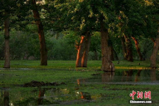 Сказочные пейзажи раннего лета на реке Иртыш