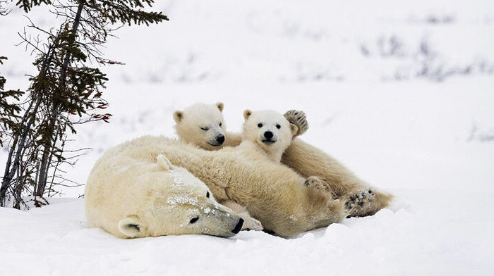 Терпеливый фотограф ждал 11 дней, чтобы снять белых медвежат, выходящих из норы на прогулку