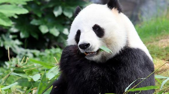 Самая старая содержащаяся в неволе панда -- Цзя Цзя из сянганского парка