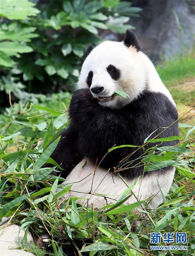 В Сянгане живет самая старая в мире панда