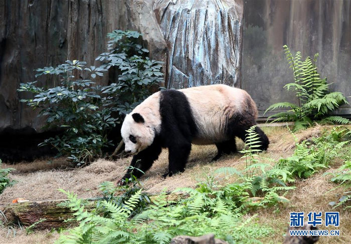 В Сянгане живет самая старая в мире панда