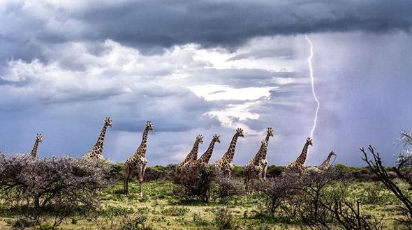 Российский фотограф засняла «пораженного молнией» жирафа