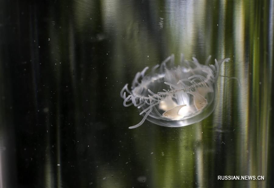 В Чунцине найдены редчайшие пресноводные медузы