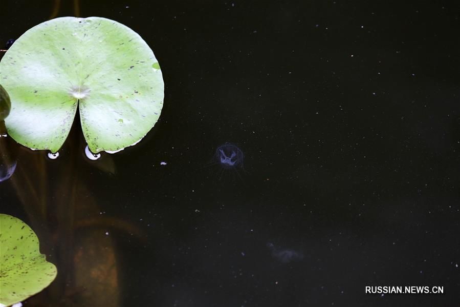 В Чунцине найдены редчайшие пресноводные медузы
