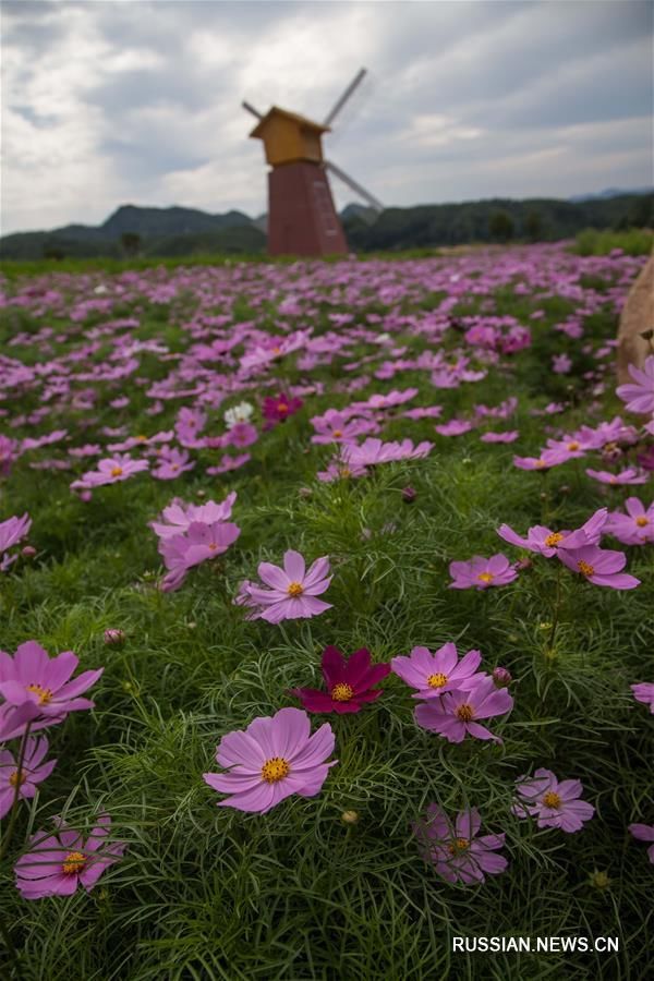 Цветочный фестиваль Пиндиншань