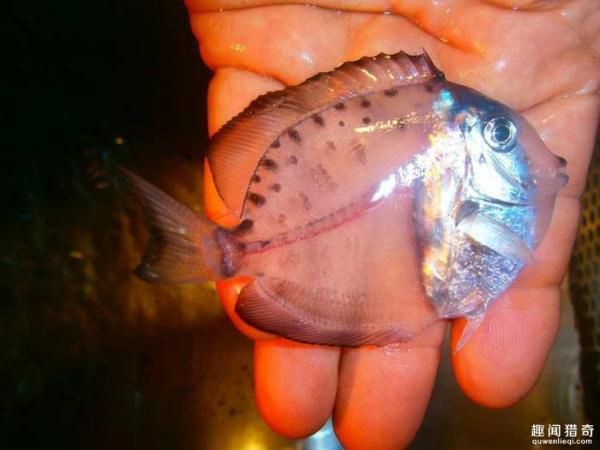 В море обнаружена прозрачная рыба