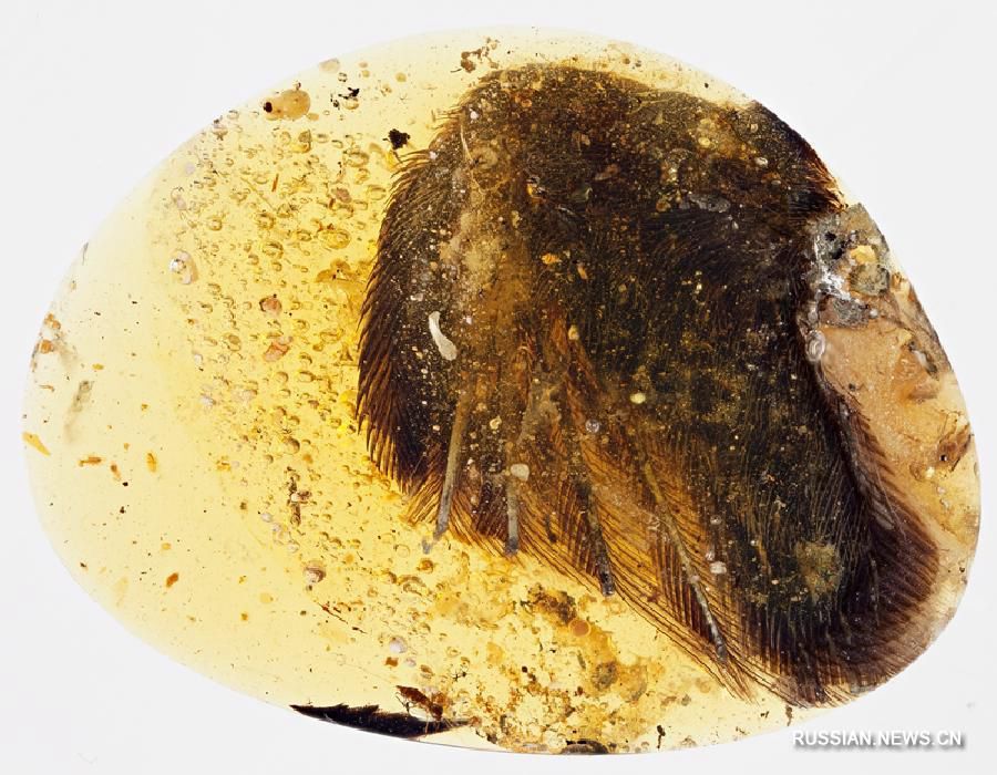 Исследователи впервые нашли в янтаре крылья доисторических птиц