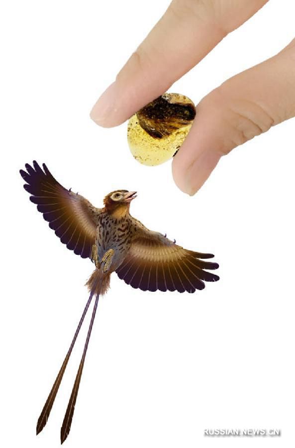 Исследователи впервые нашли в янтаре крылья доисторических птиц