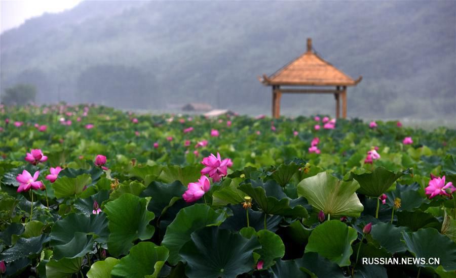 Цветущие лотосы в провинции Цзянси
